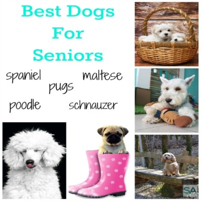 Best Dogs For Seniors