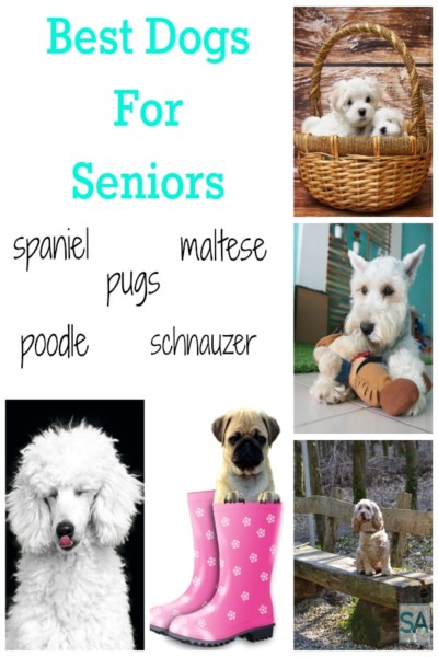 The best dog breeds for seniors to adopt.
