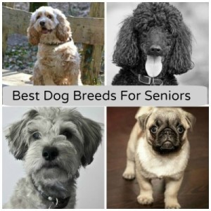 Best Dog Breeds For Seniors