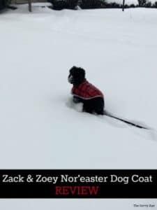 Dog with Nor'easter dog coat in snowstorm.