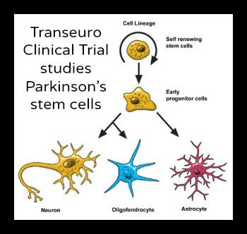 Transeuro Clinical Trial revisits stem cells for Parkinson's patients.