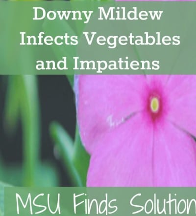 The Fight Against Impatiens Downy Mildew Continues