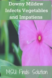 Vegetable plants and impatiens continue to be threatened by the Downy Mildew fungus. Signs and symptoms to protect your garden.