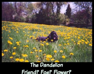 Are dandelions your friend, foe or friendly flower?