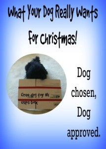 The gifts your dog really wants for Christmas! DIY dog toys chosen by your favorite furball.