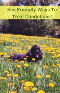 Eco friendly dandelion removal tips for your lawn. Remove those pesky flowers or use the flowers!