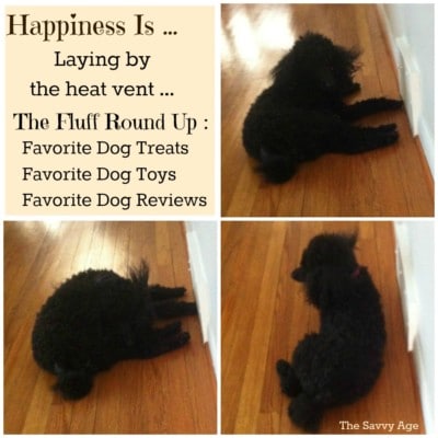 Happiness Is … Favorite Dog Round Up!