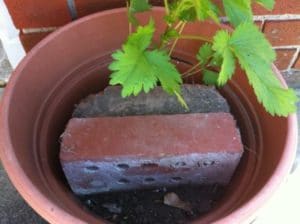 Garden hack for container gardening. Save money. recycle and use less potting soil!