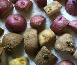 Learn how to grow potatoes without dirt - easy DIY!