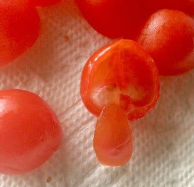 Easy, fresh and delish appetizer - Cherry Tomato BLT recipe.