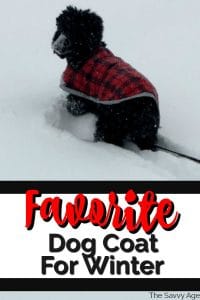 black poodle with red coat walking through snow