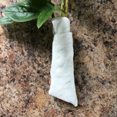Flower stems wrapped in paper towel