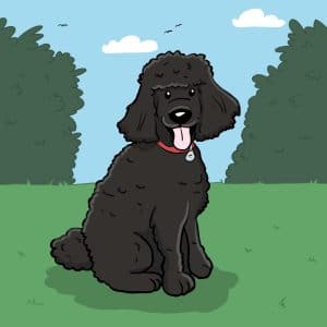 Cartoon of black poodle and trees.