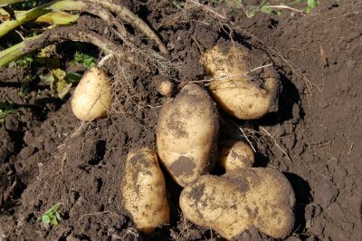 Freshly harvested potatoes surrounded by dirt held in garden gloves.